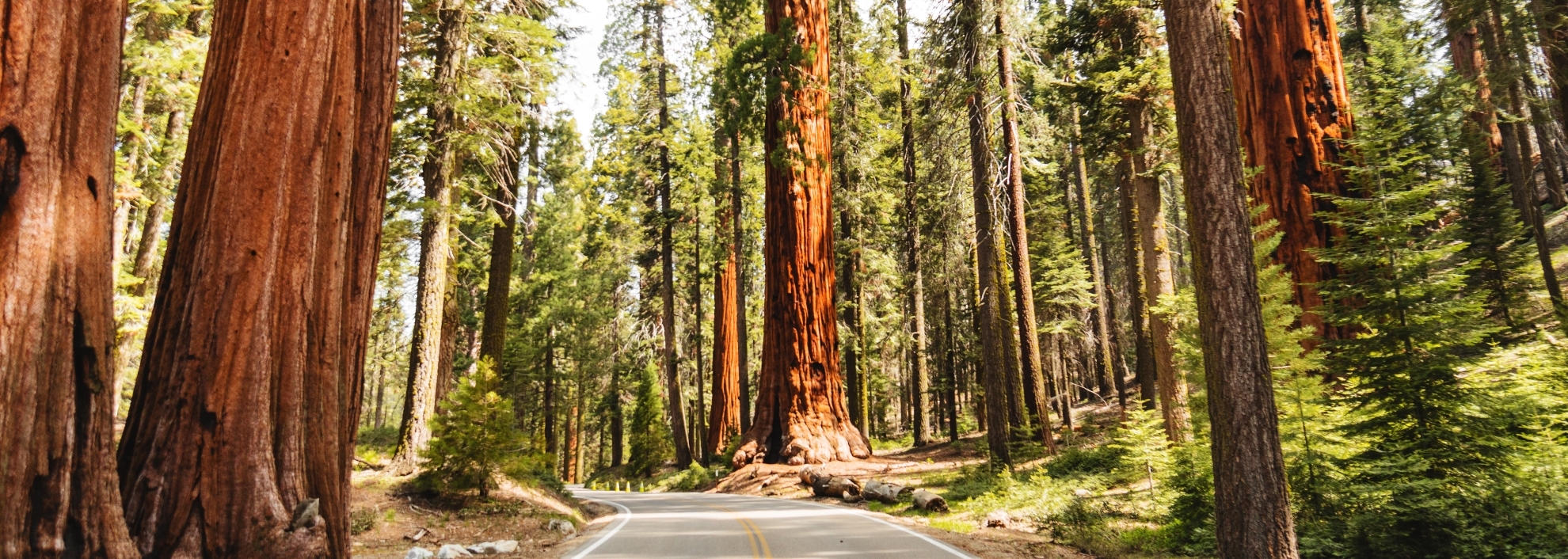 Giant sequoia forest